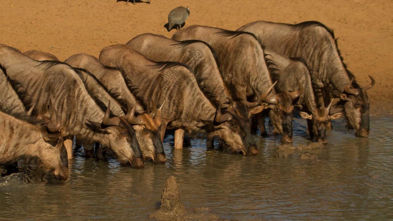 Kwalucia Private Safari Retreat Guest house *