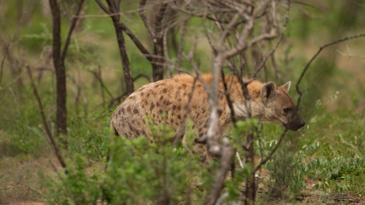 Guest house Kwalucia Private Safari Retreat