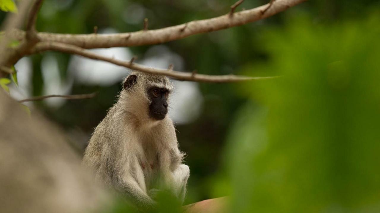 Kwalucia Private Safari Retreat Guest house *