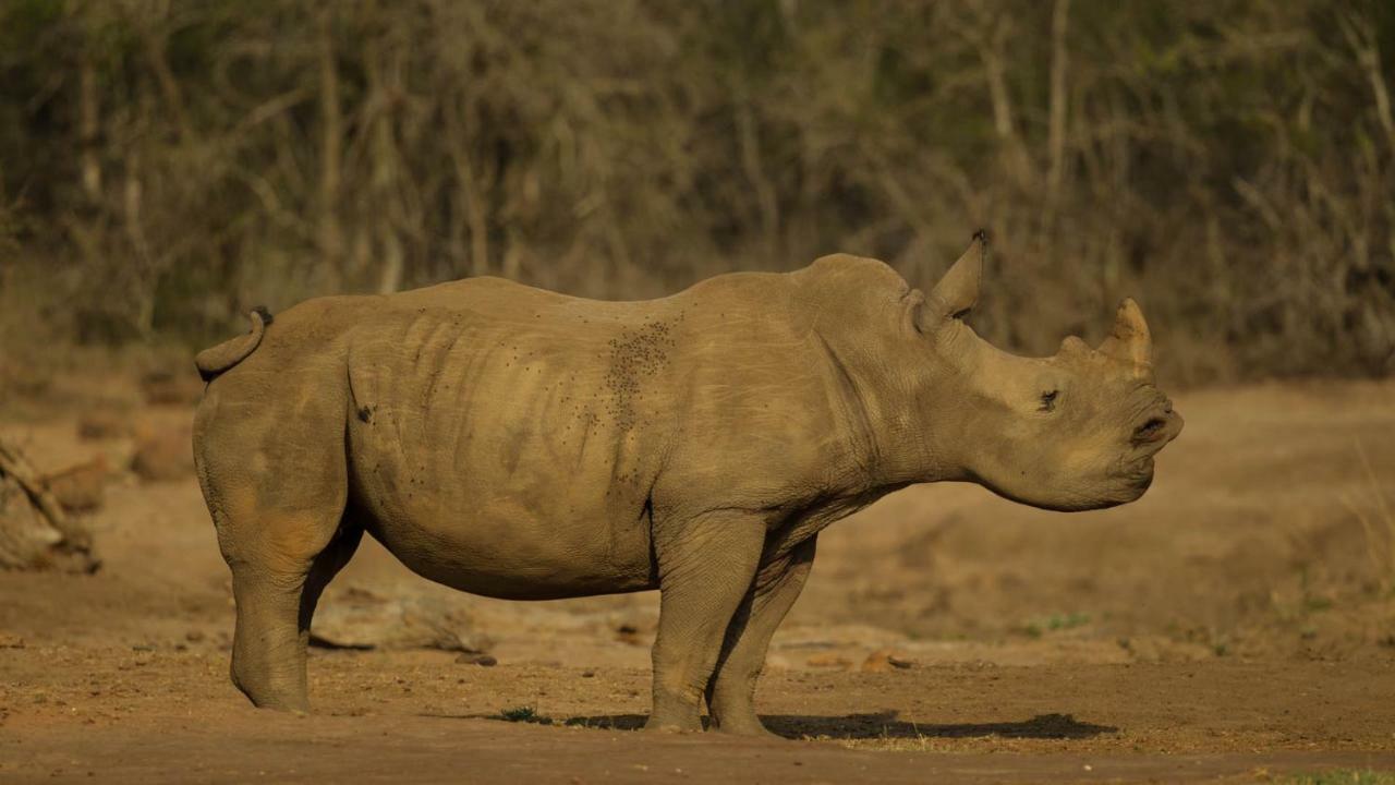 Kwalucia Private Safari Retreat Guest house *